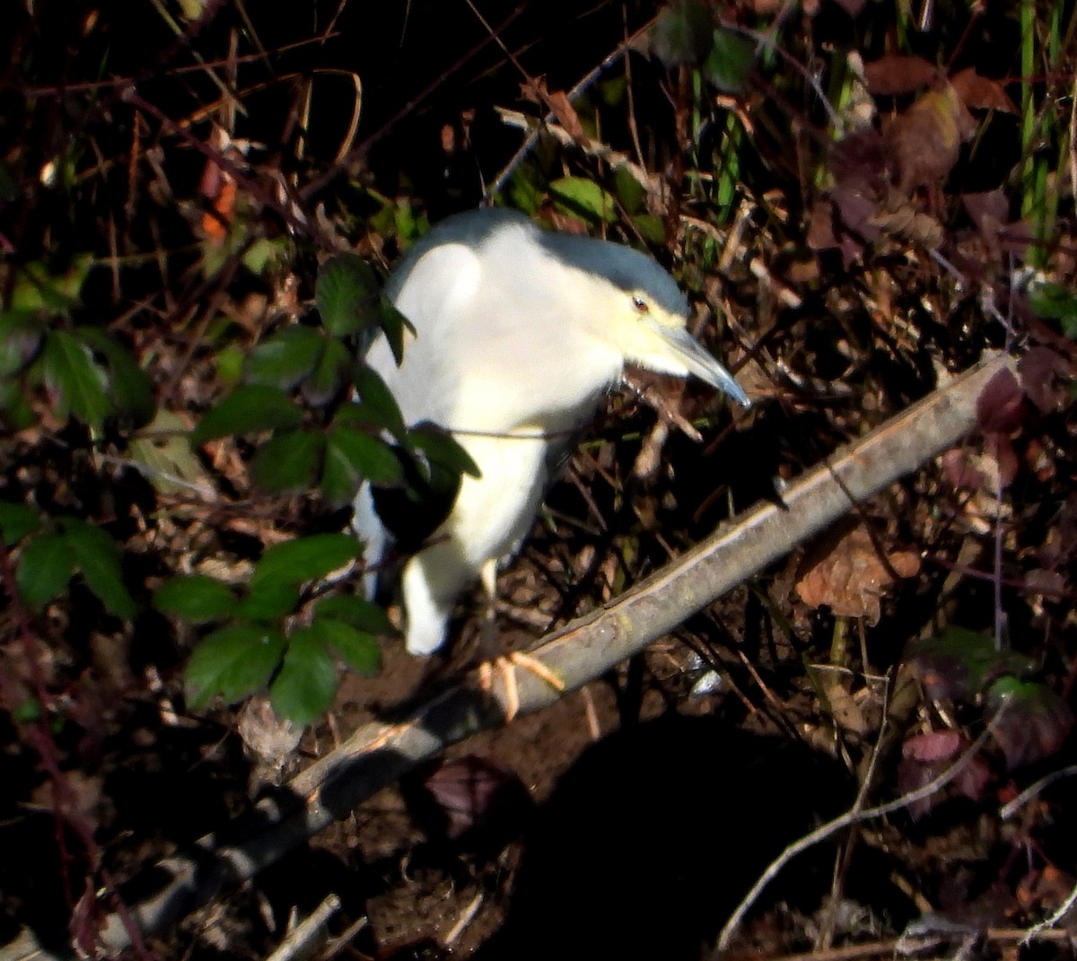 Black-crowned Night Heron - ML645947462