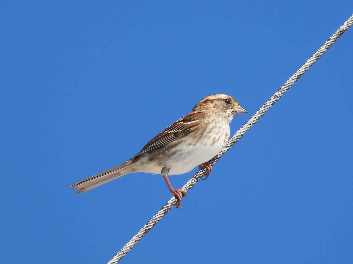 White-throated Sparrow - ML645947465