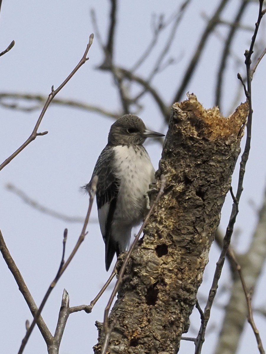 ズアカキツツキ - ML645947466