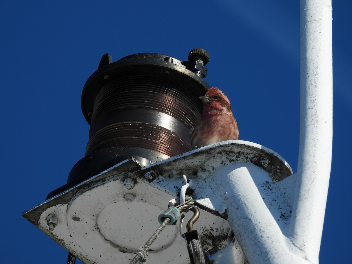 Purple Finch (Eastern) - ML645947471