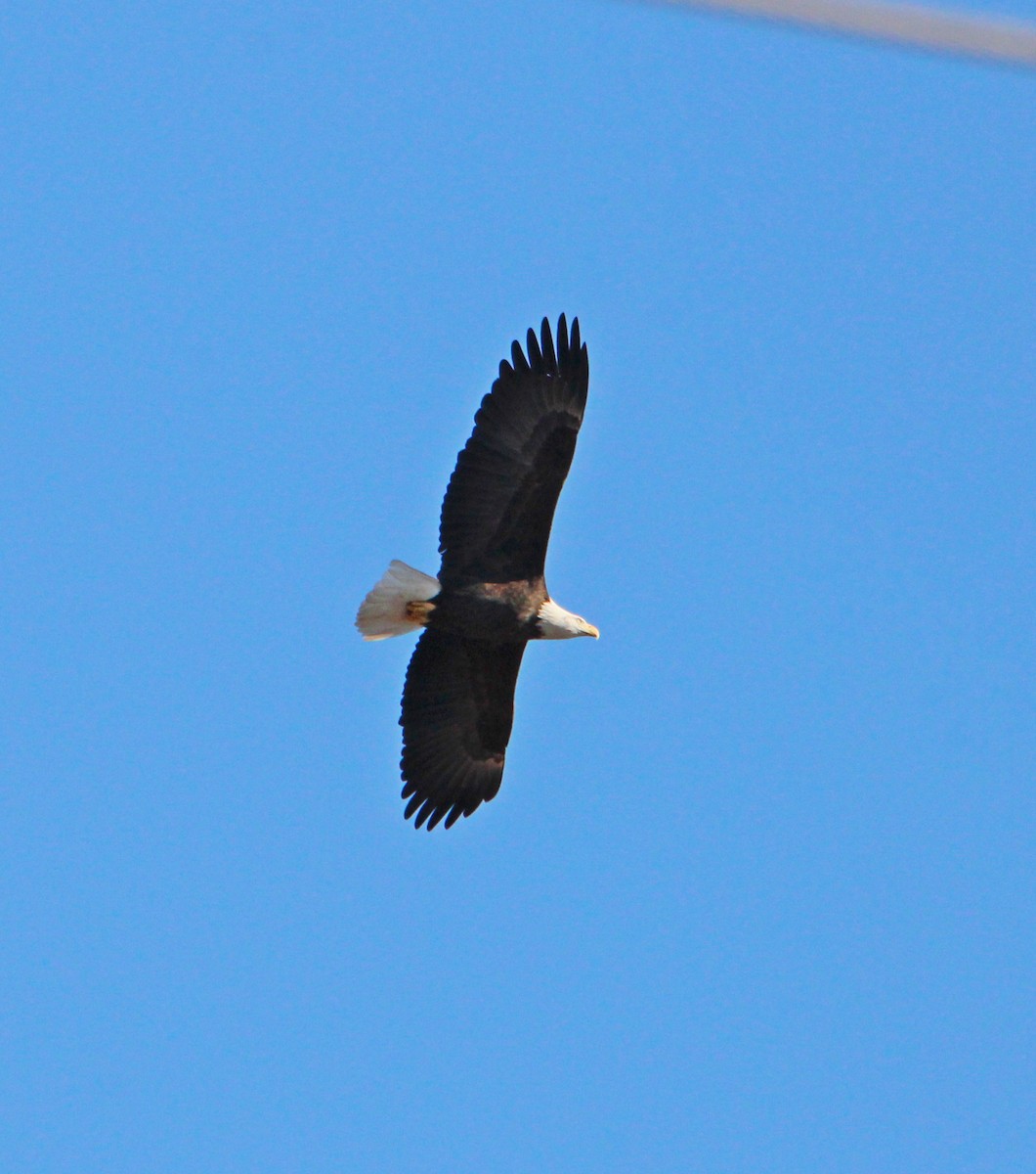 Bald Eagle - ML645947474