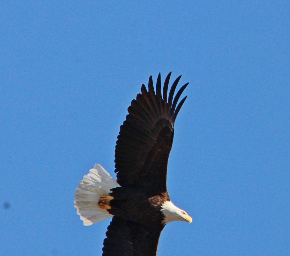 Bald Eagle - ML645947475