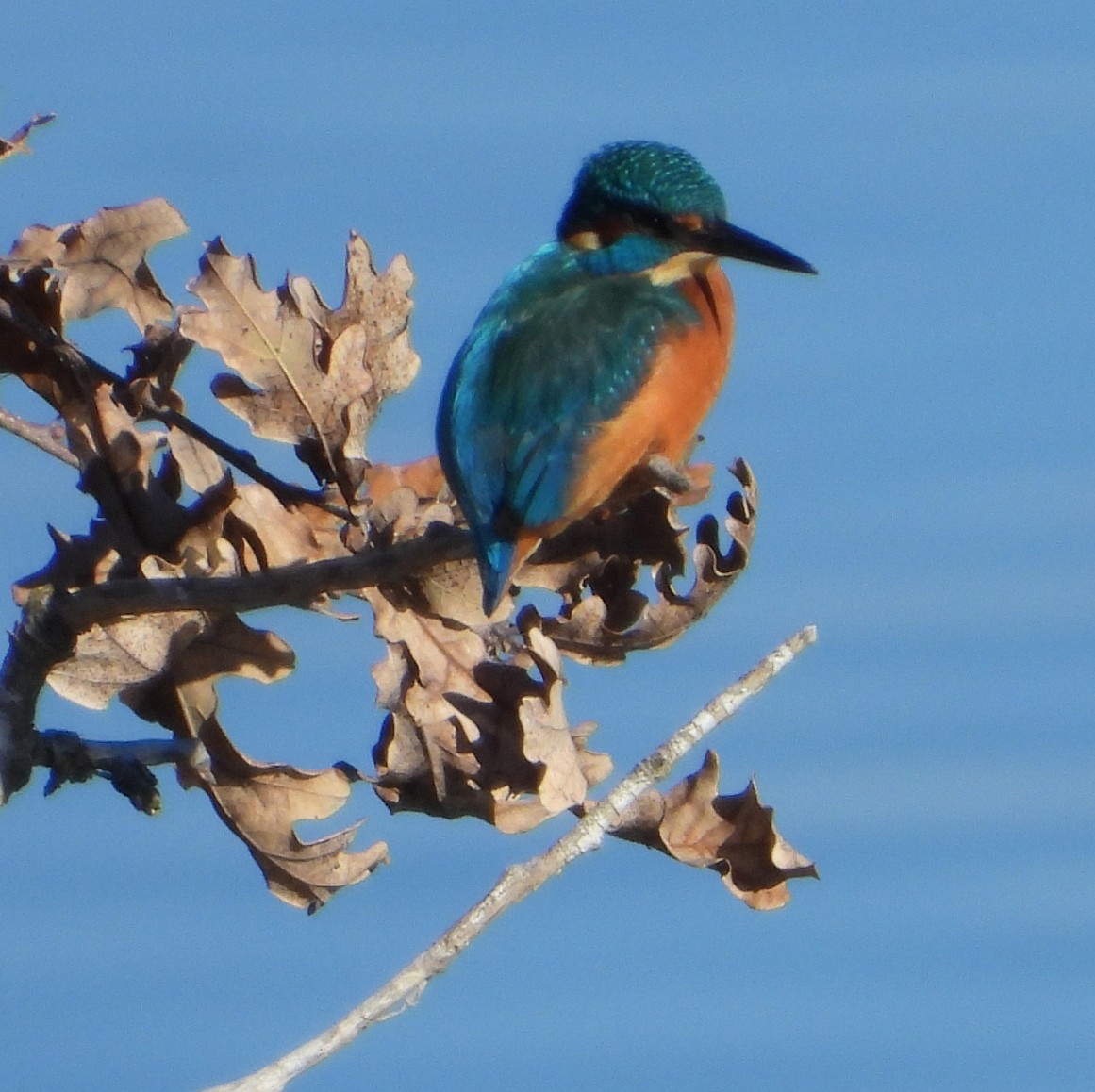 Common Kingfisher - ML645947481