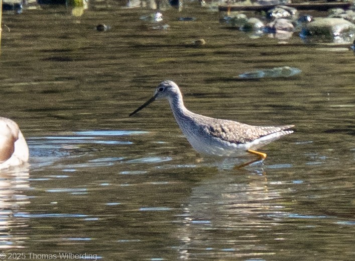 Greater Yellowlegs - ML645947483