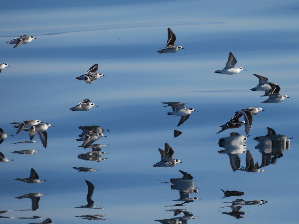 Falaropo beccosottile - ML645947484