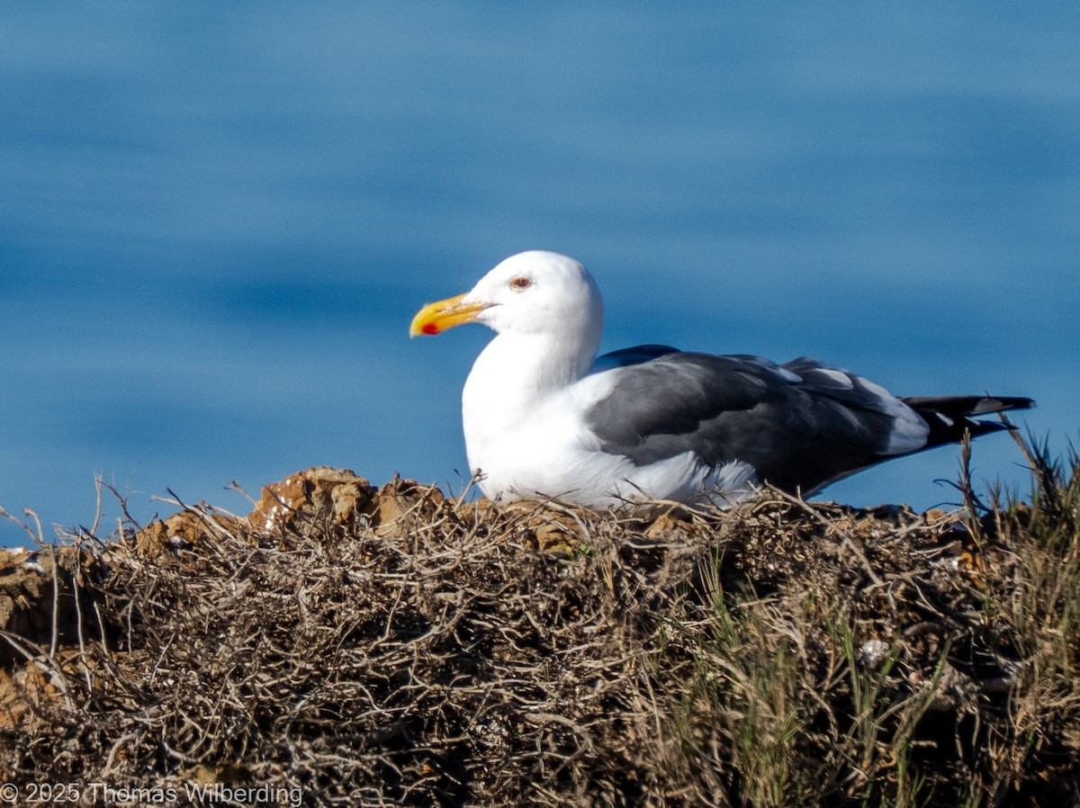 Мартин західний - ML645947485