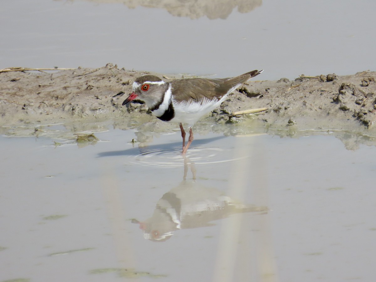 Трёхполосый зуёк - ML645947486