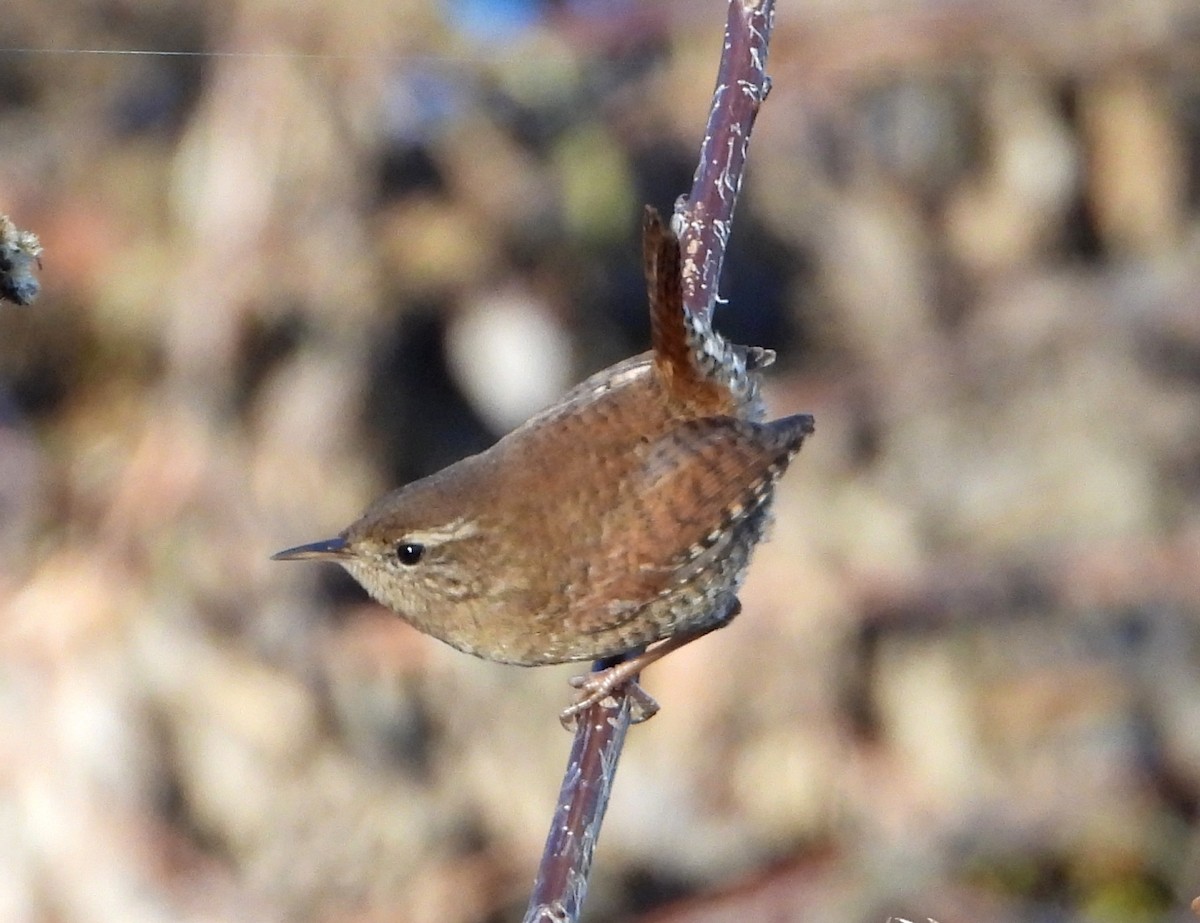 Eurasian Wren - ML645947493