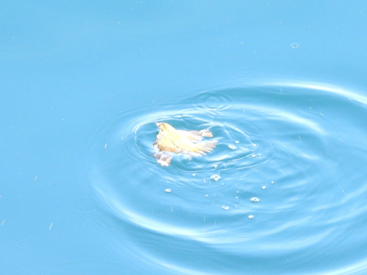 Ovenbird - ML645947494