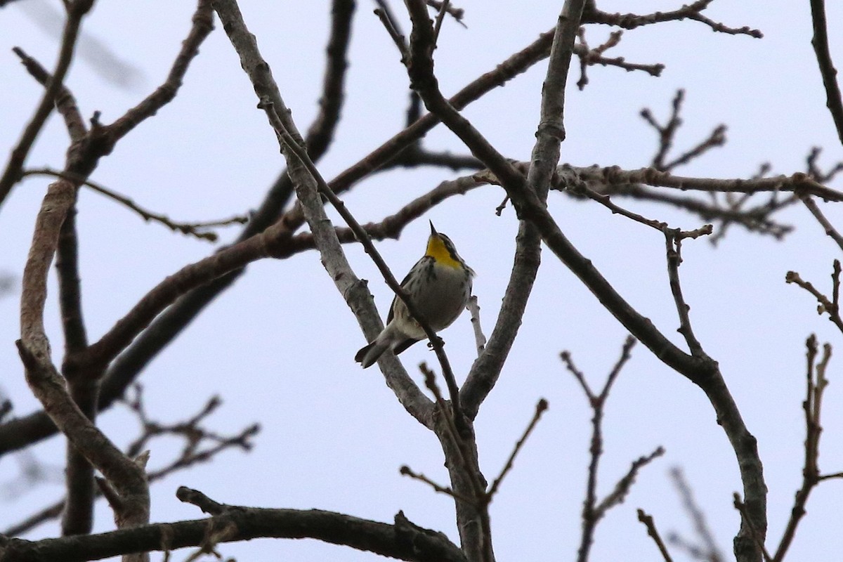 Yellow-throated Warbler - ML645947499
