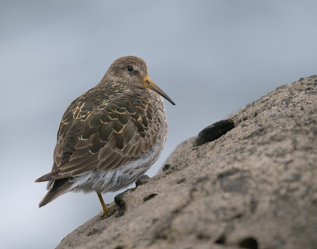 Purple Sandpiper - ML645947500