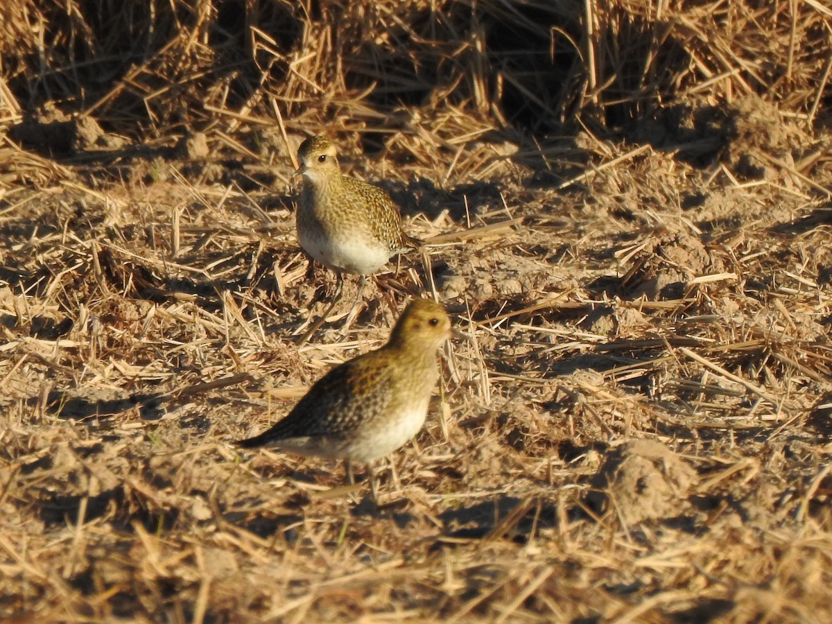 Сивка звичайна - ML645947502