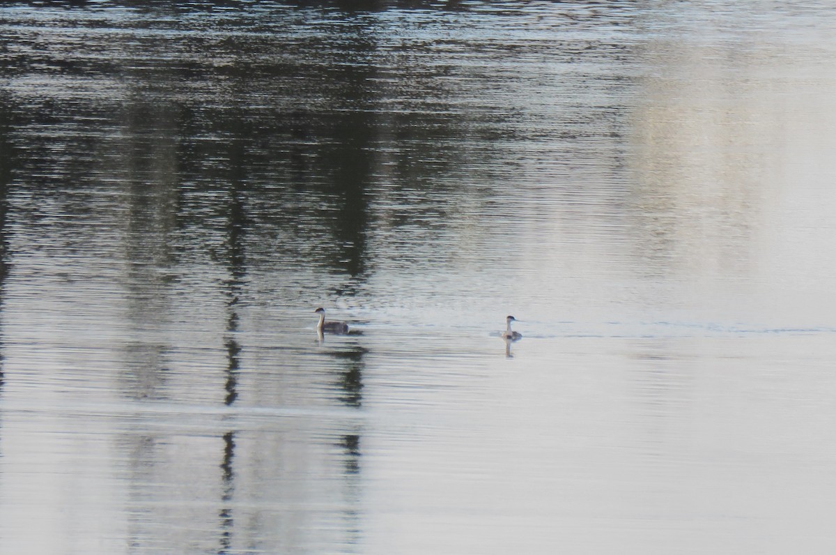 Western Grebe - ML645947503