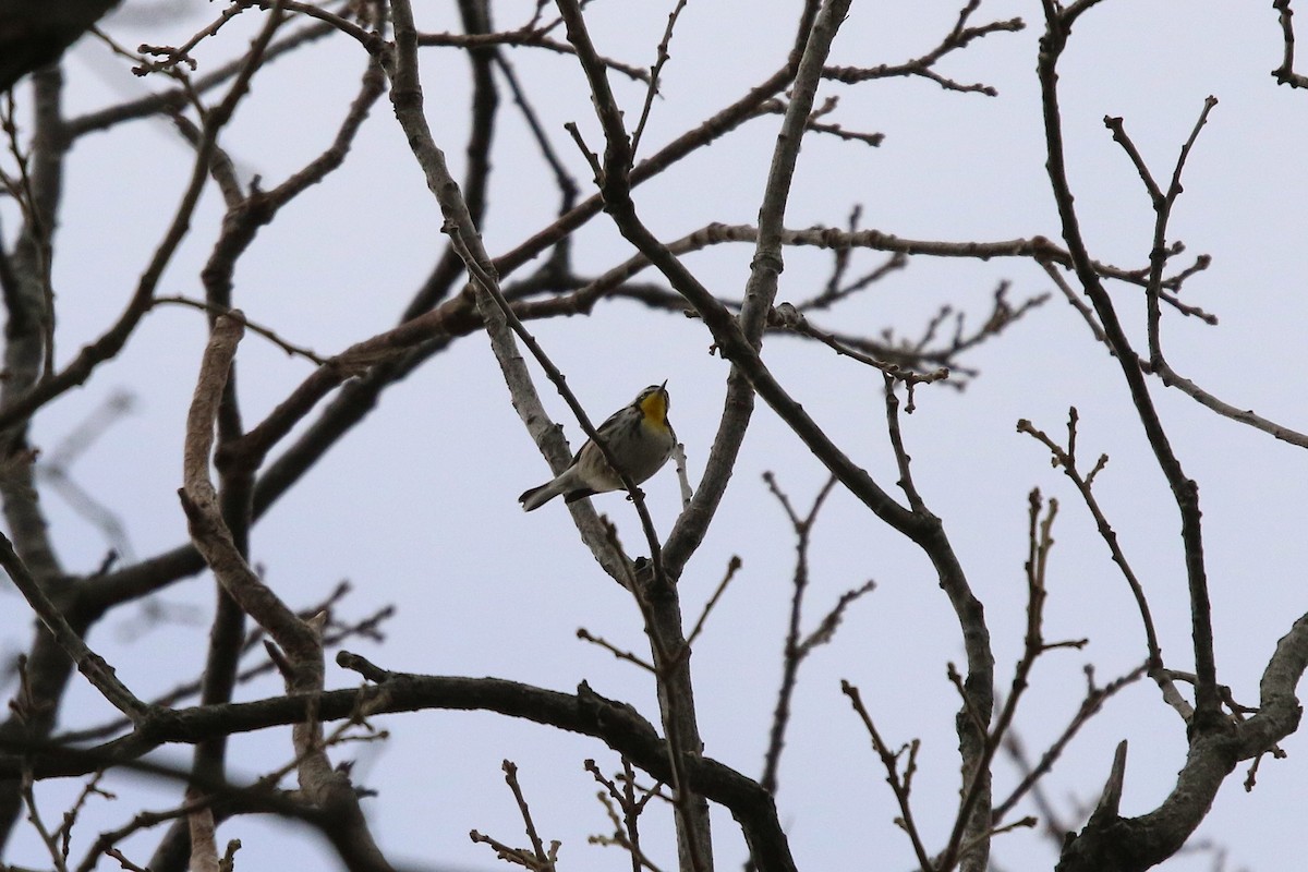 Yellow-throated Warbler - ML645947506