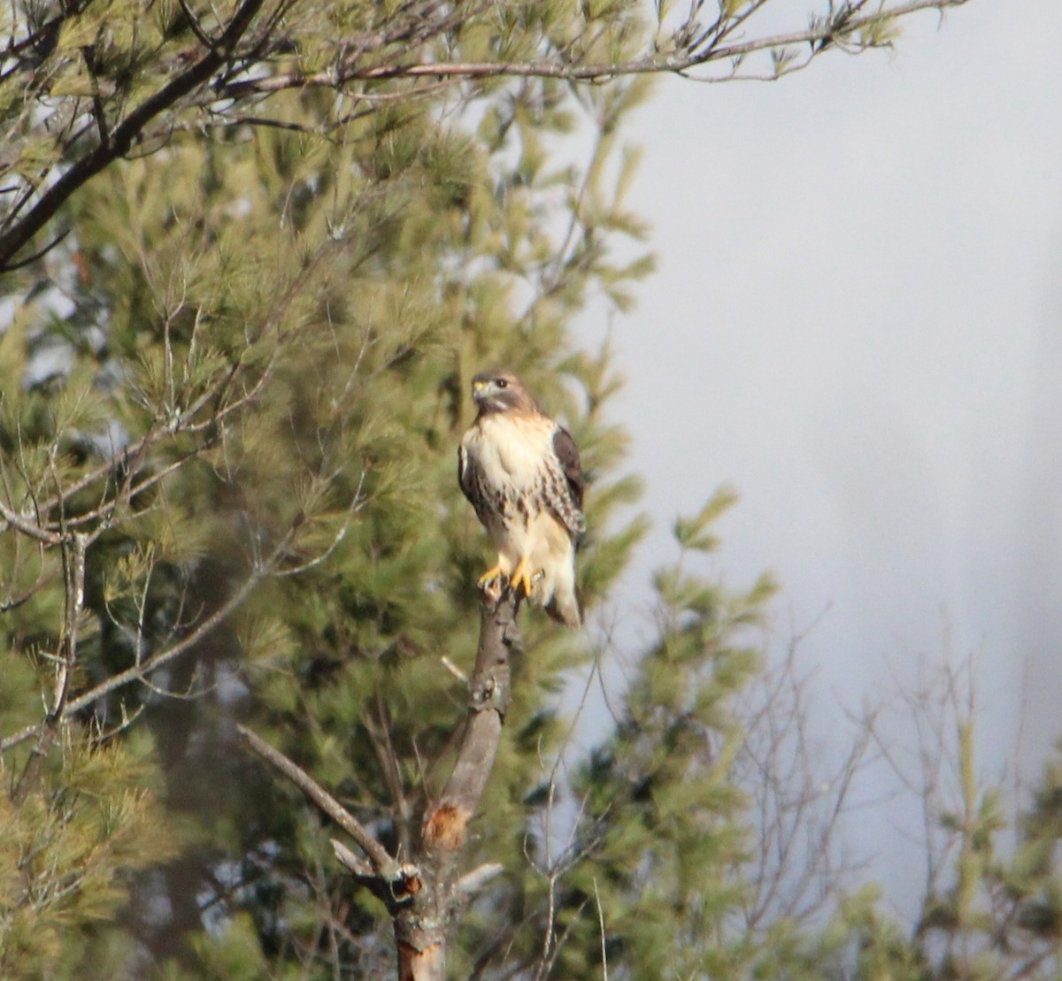 Poiana codarossa - ML645947511