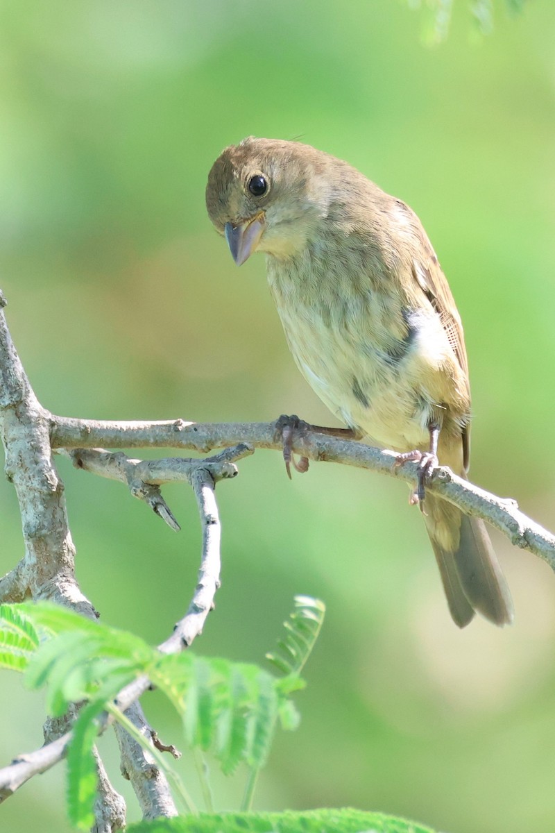 Indigo Bunting - ML645947513