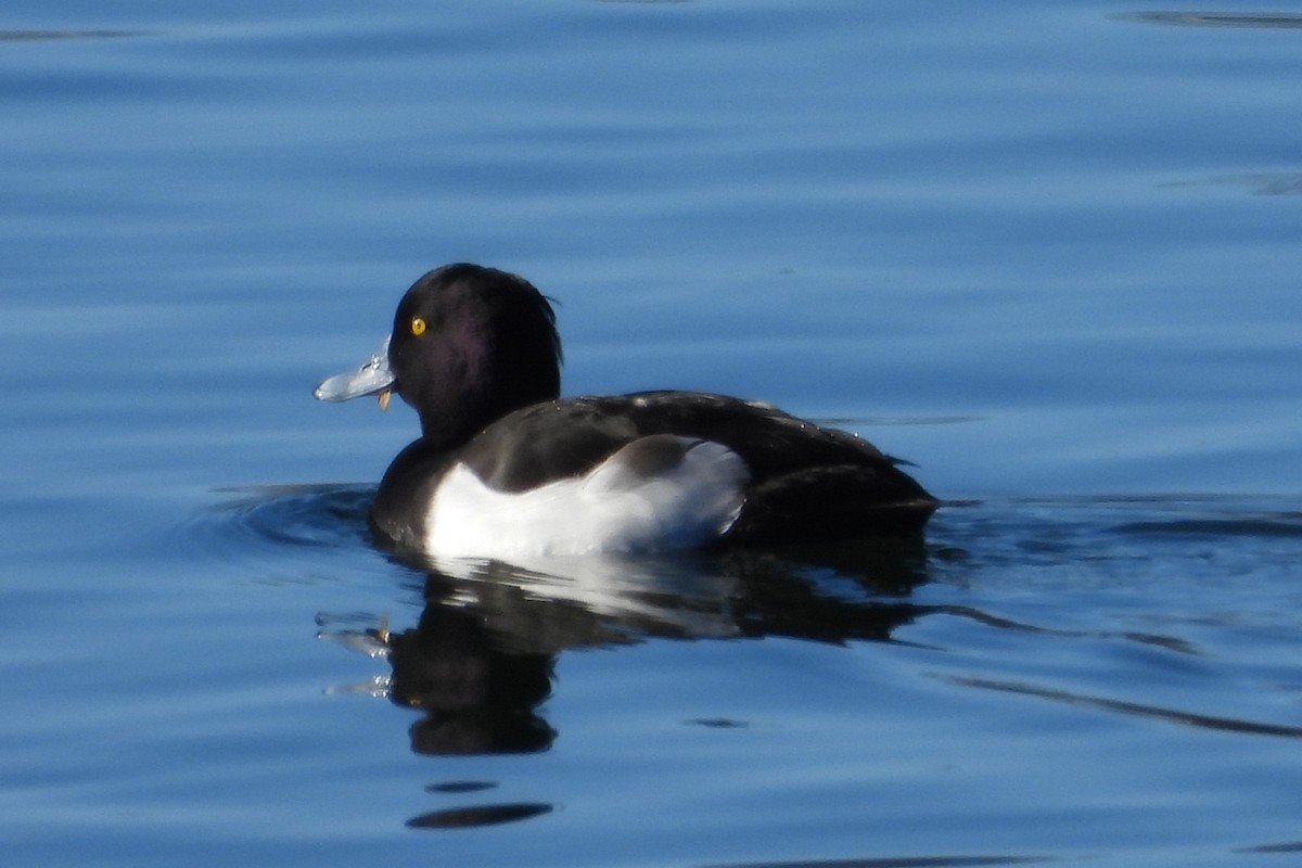 Tufted Duck - ML645947517