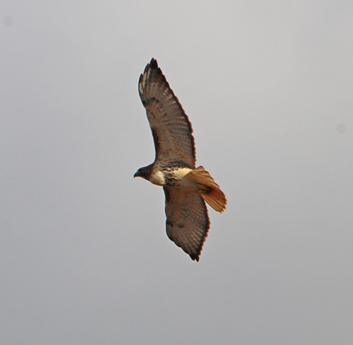 Poiana codarossa - ML645947519