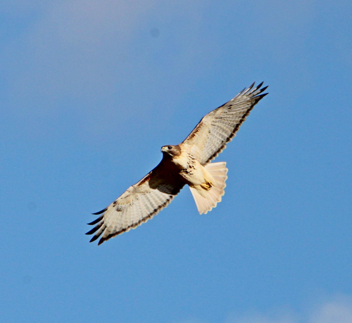 Poiana codarossa - ML645947520