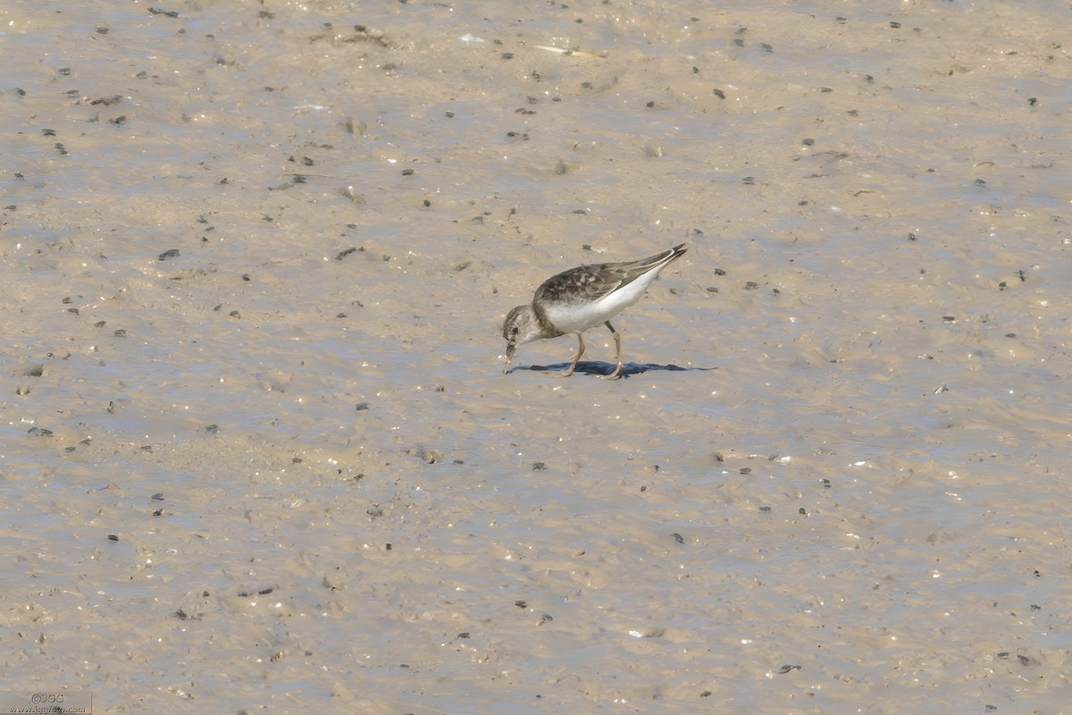 Temminck's Stint - ML645947521