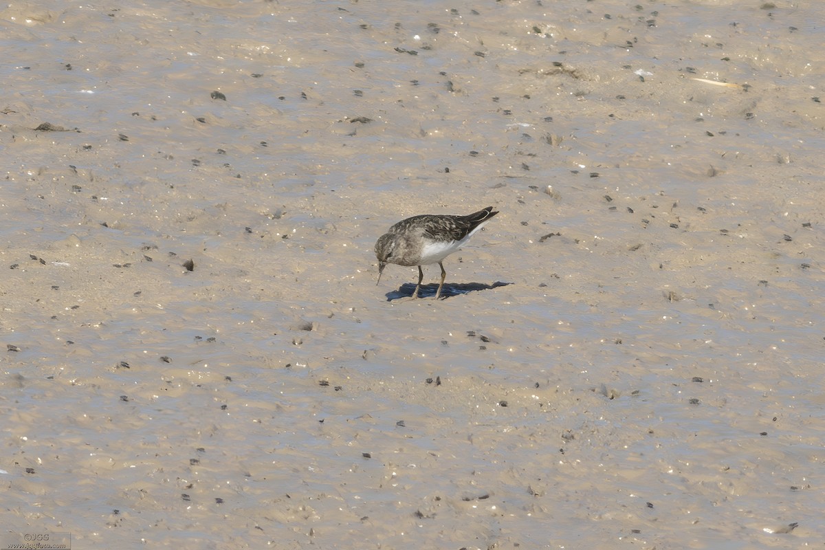 Temminck's Stint - ML645947522