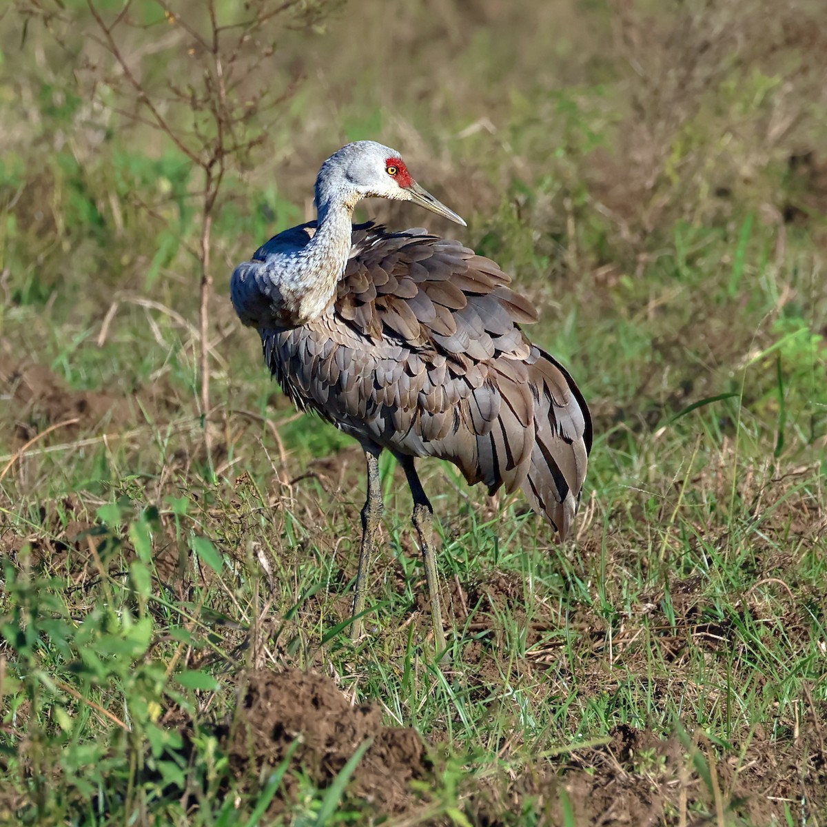 Sandhill Crane - ML645947524