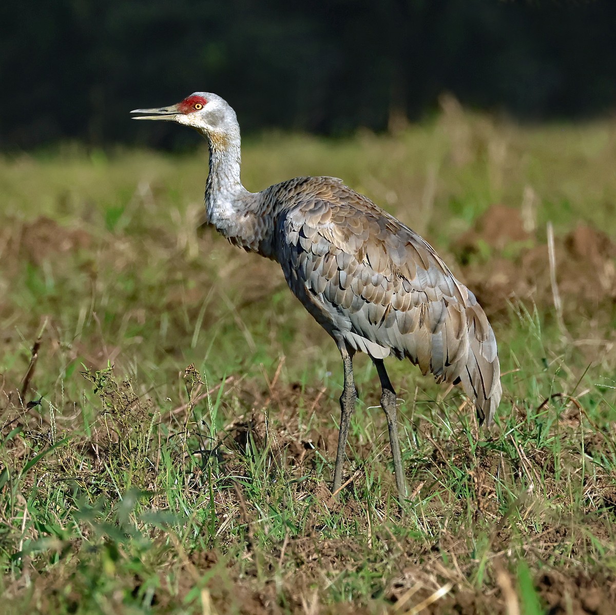 Sandhill Crane - ML645947525