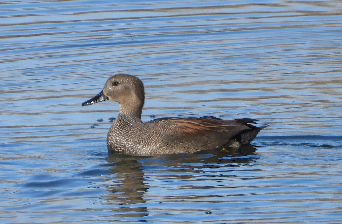 Gadwall - ML645947527