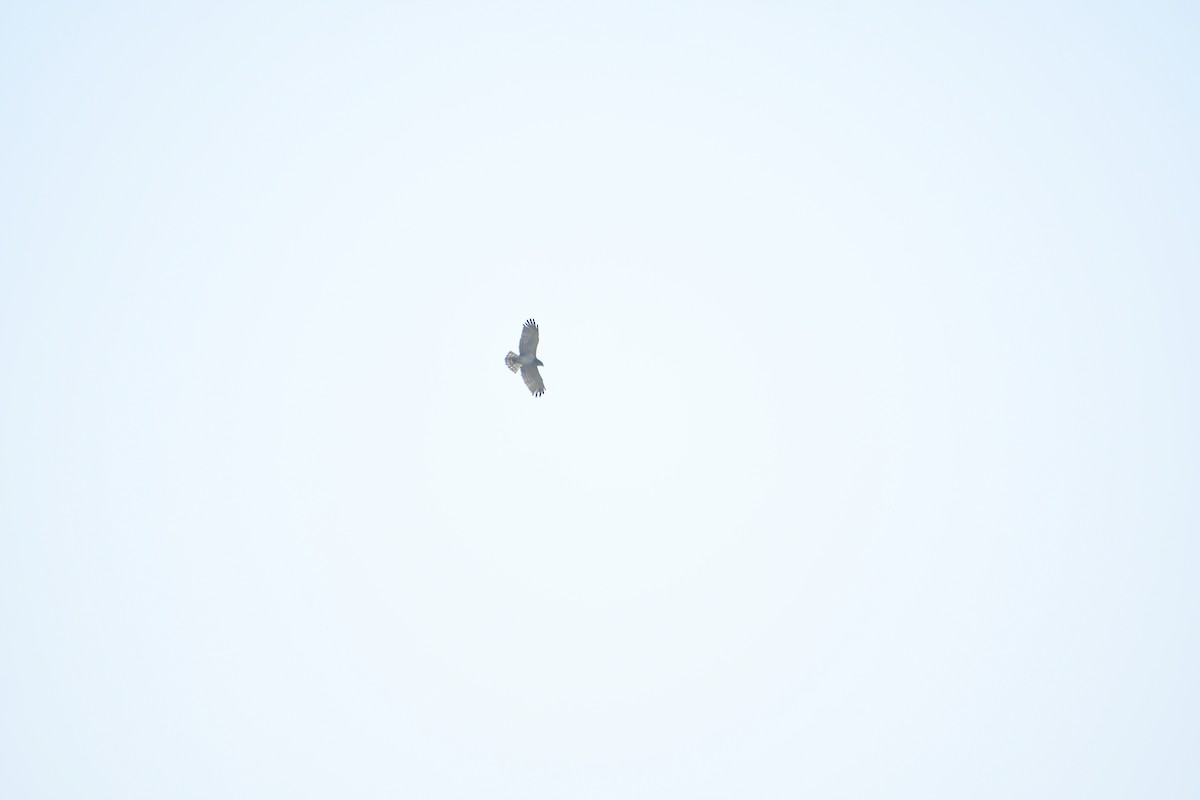 orlík krátkoprstý - ML645947533