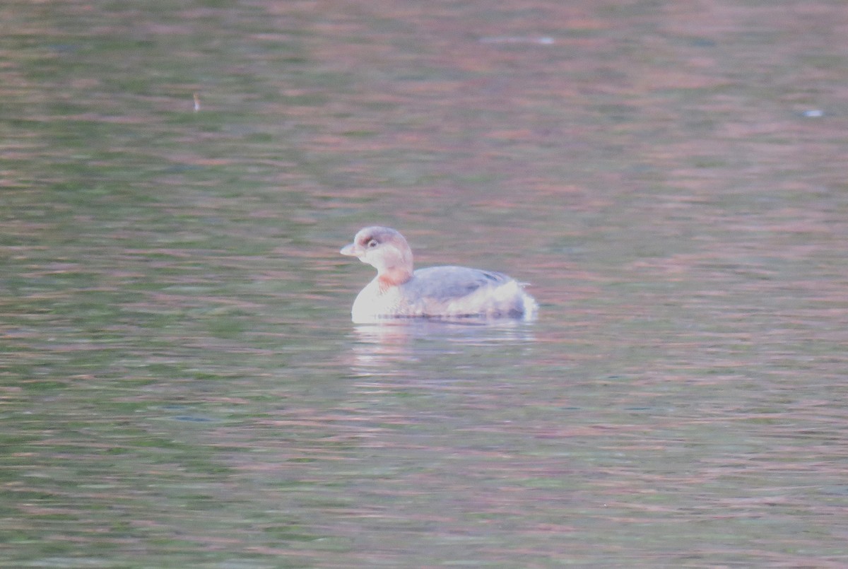 Pied-billed Grebe - ML645947536