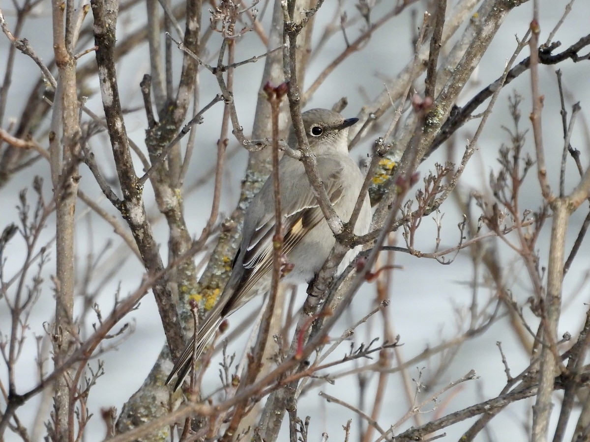 Townsend's Solitaire - ML645947538