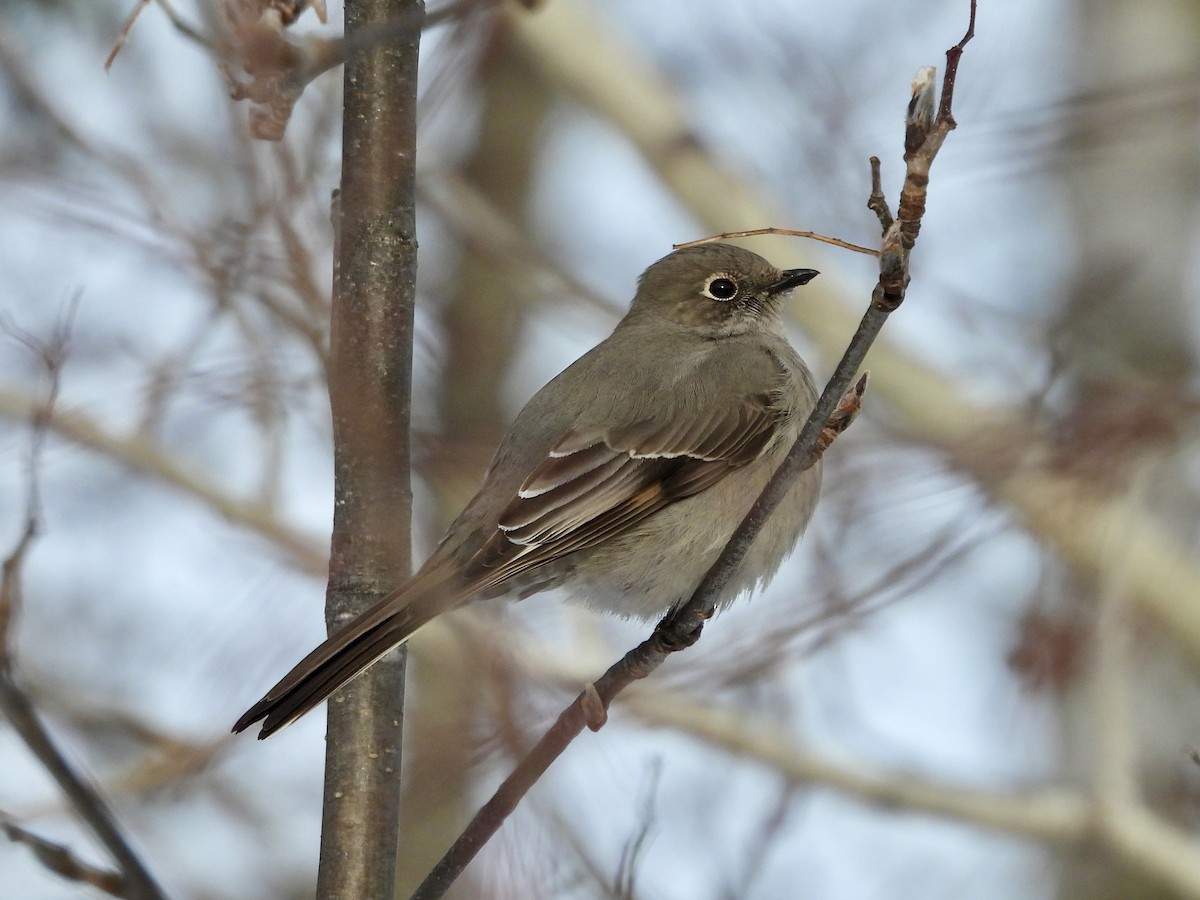 Townsend's Solitaire - ML645947539