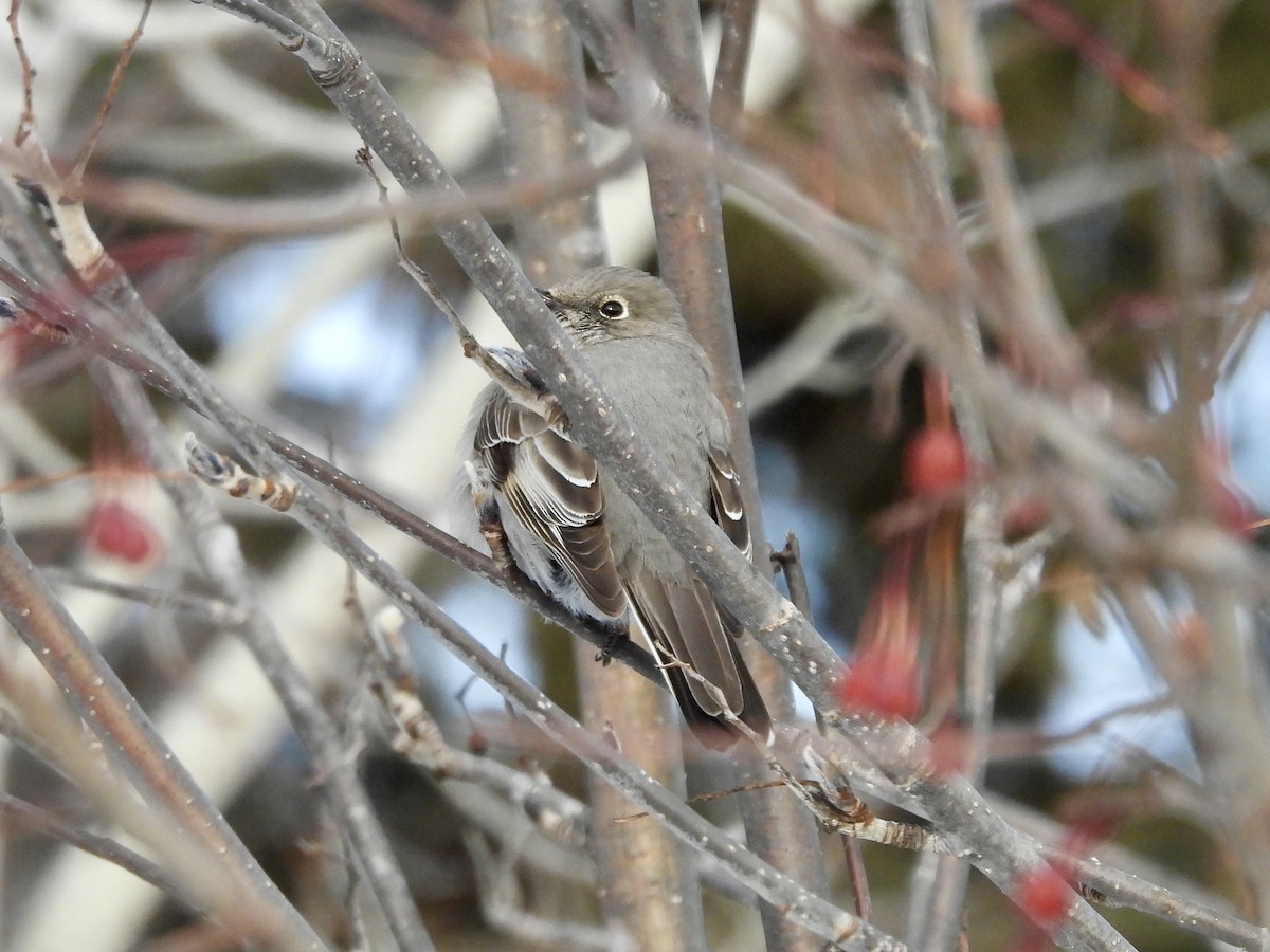 Townsend's Solitaire - ML645947540