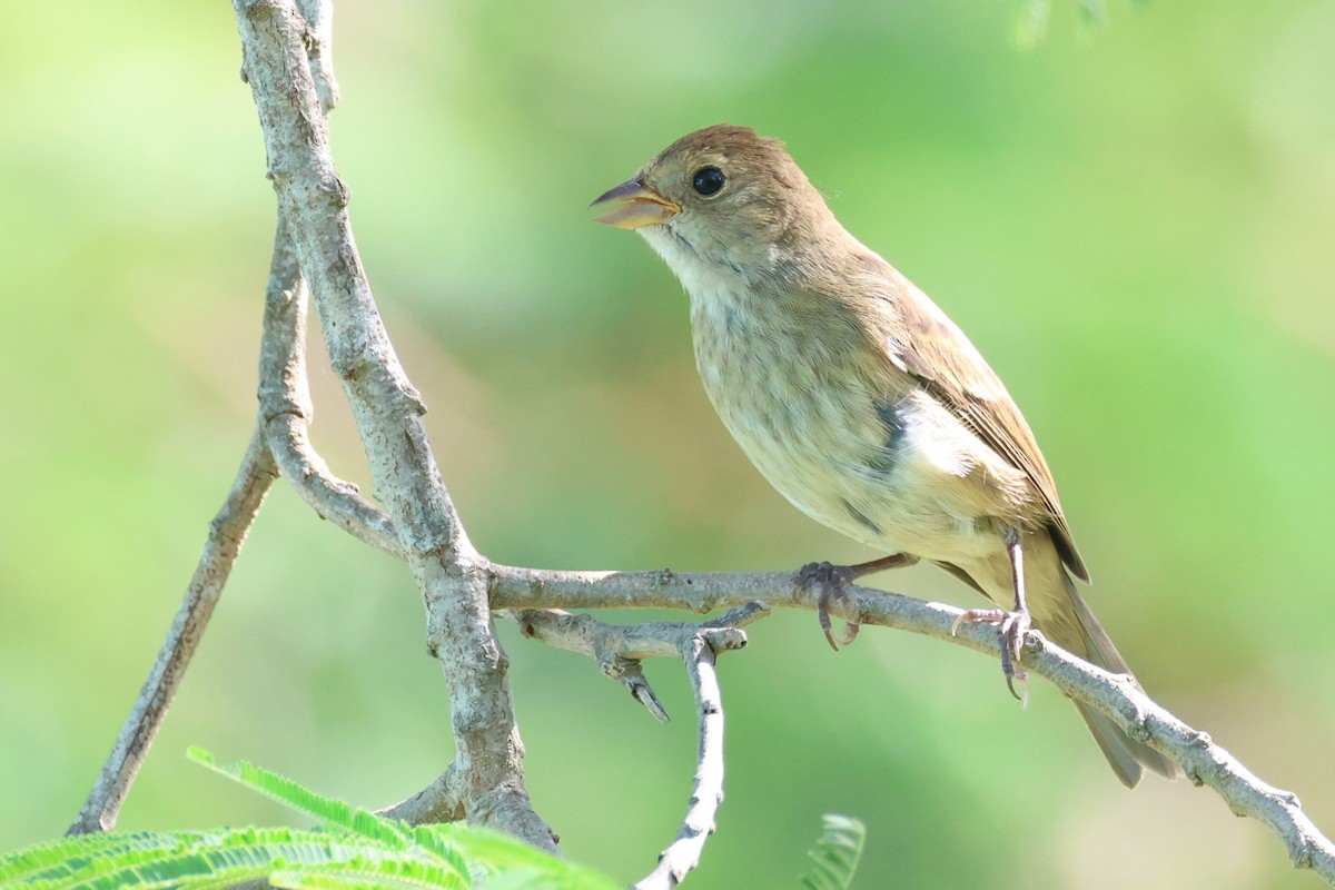 Indigo Bunting - ML645947542