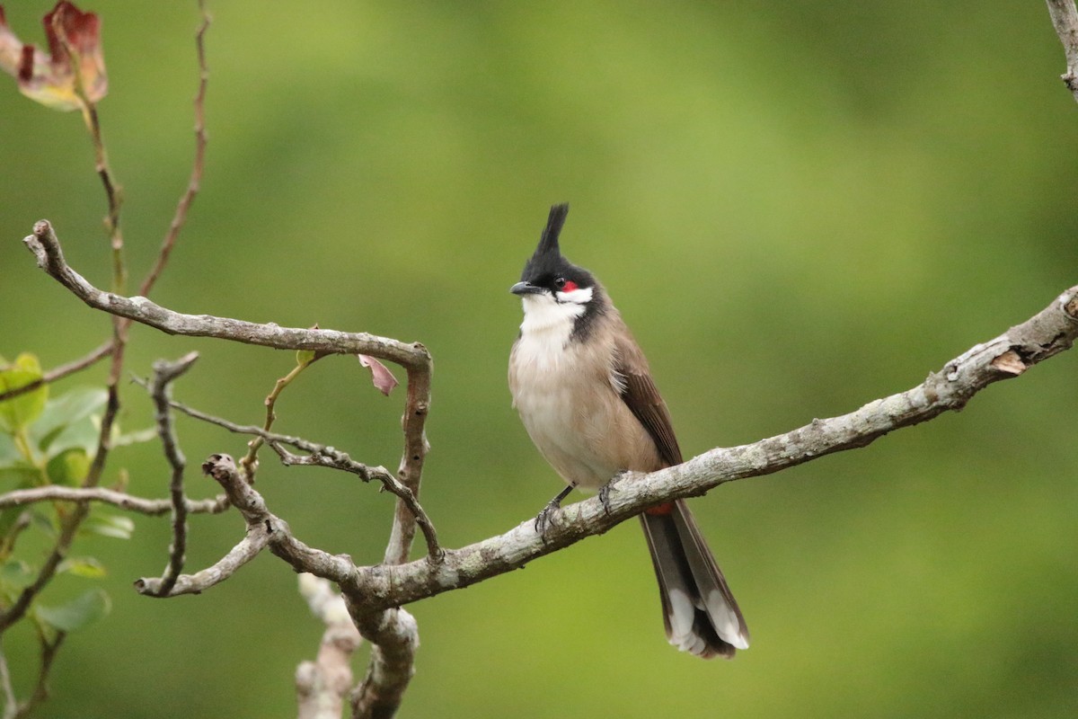 Red-whiskered Bulbul - ML645947544