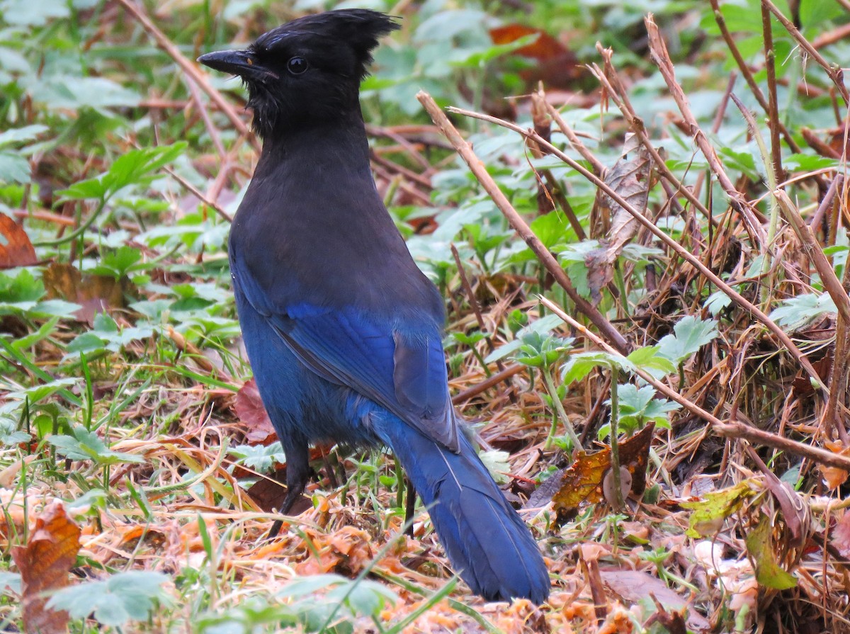 Steller's Jay (Coastal) - ML645947545