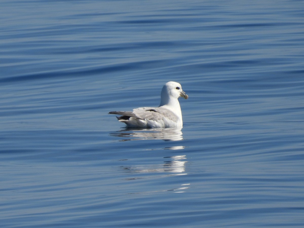 Fulmaro - ML645947560