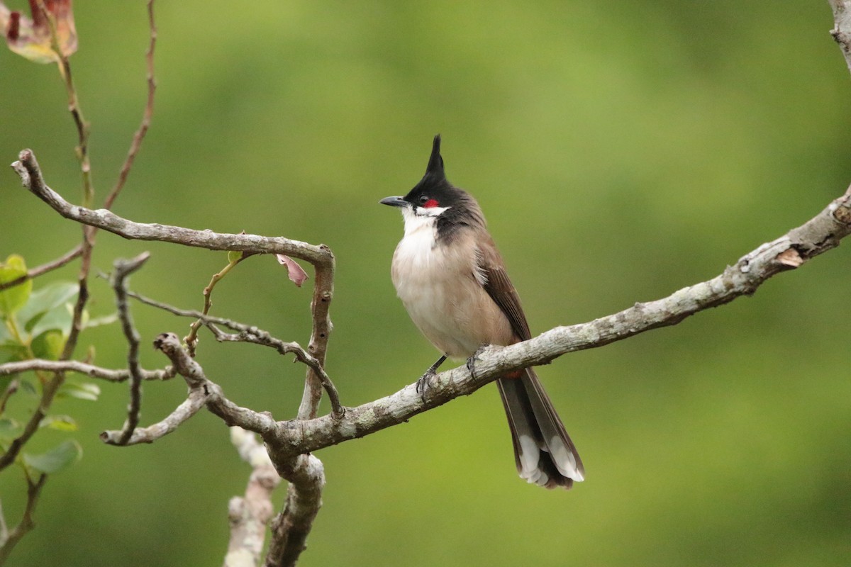 Red-whiskered Bulbul - ML645947561
