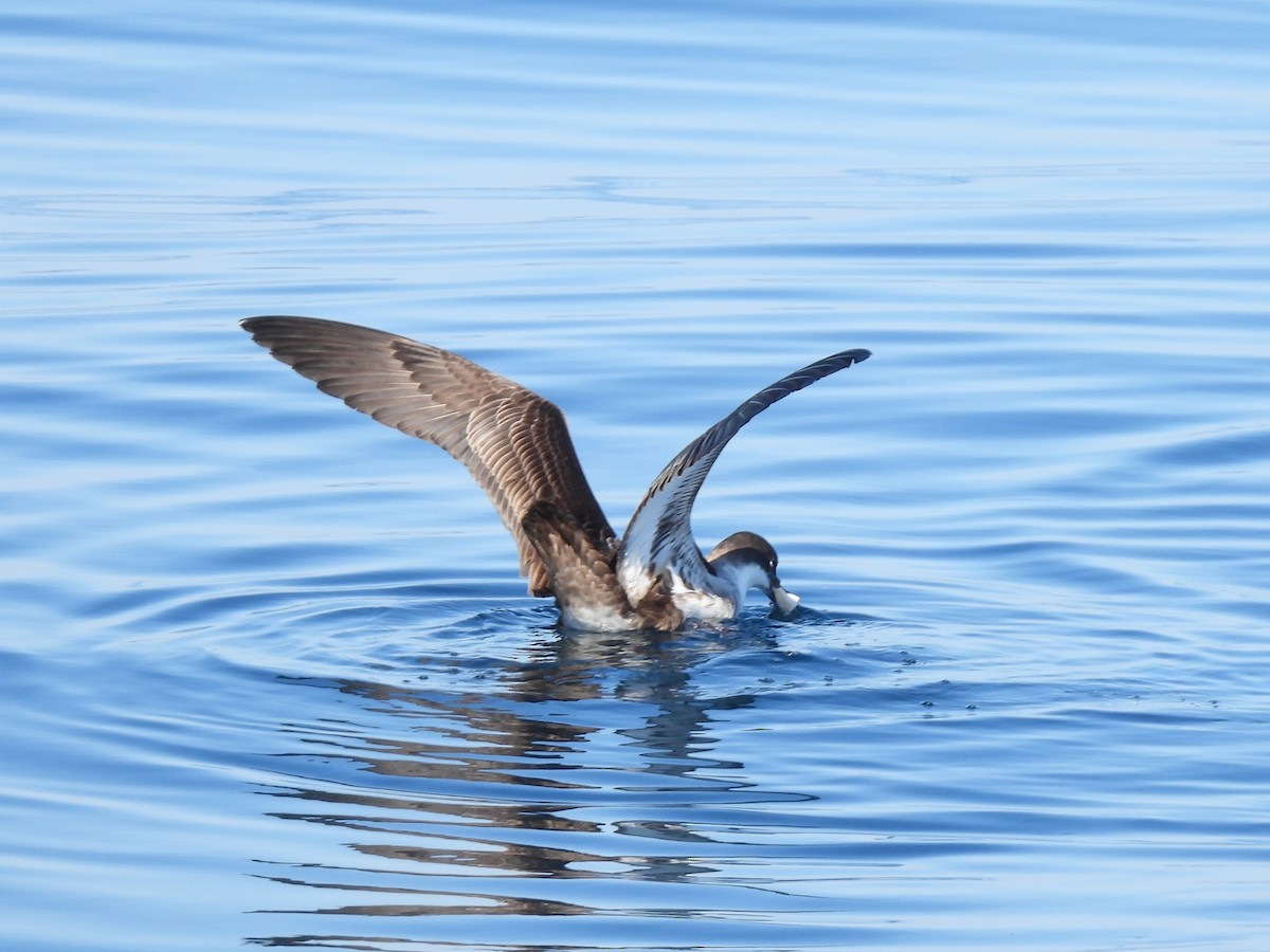 Berta dell'Atlantico - ML645947566