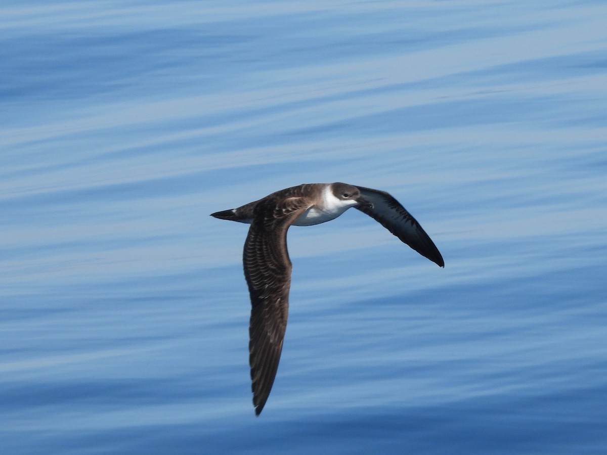 Berta dell'Atlantico - ML645947567