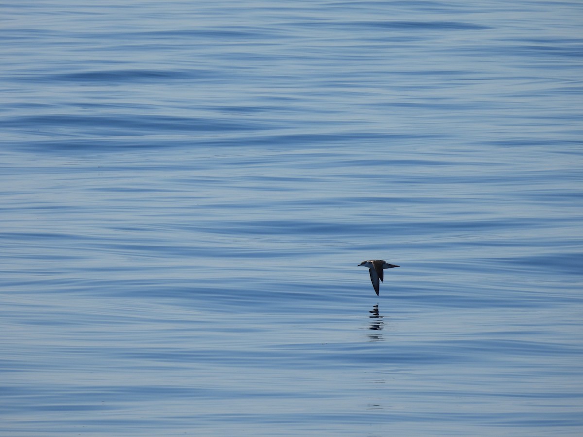 Berta dell'Atlantico - ML645947568