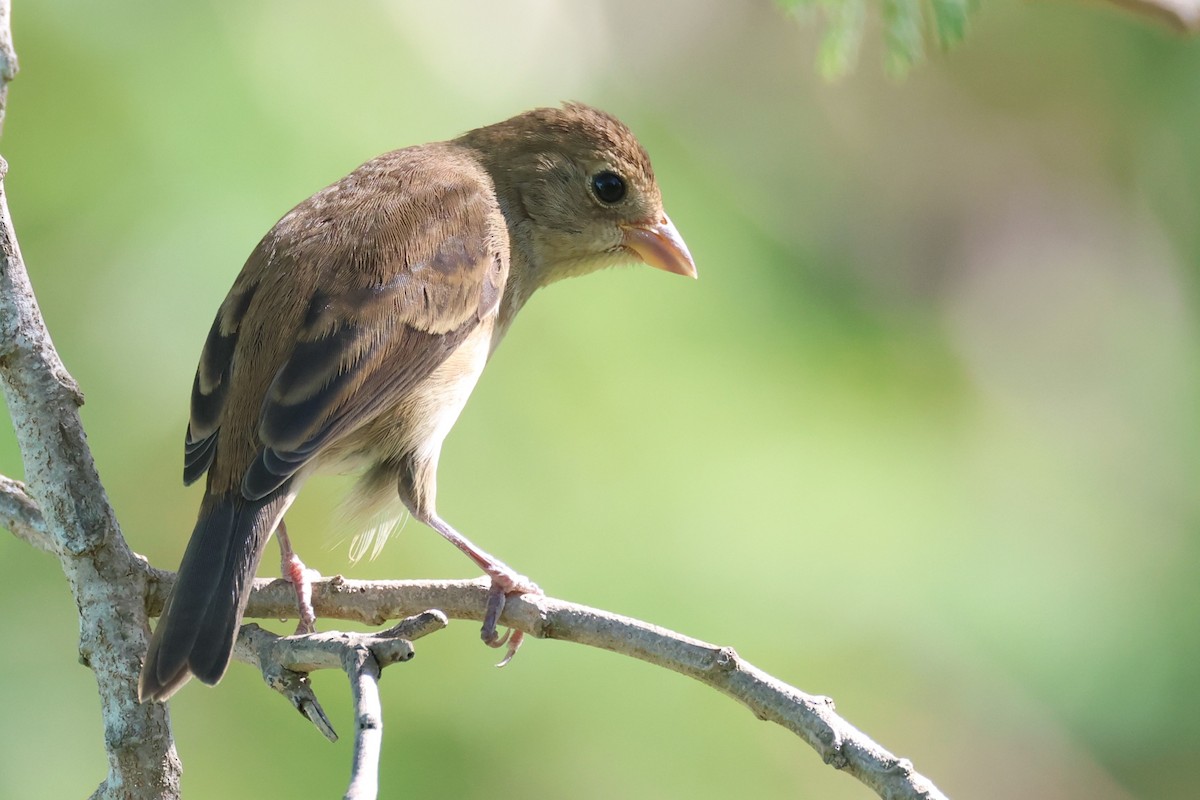 Indigo Bunting - ML645947569