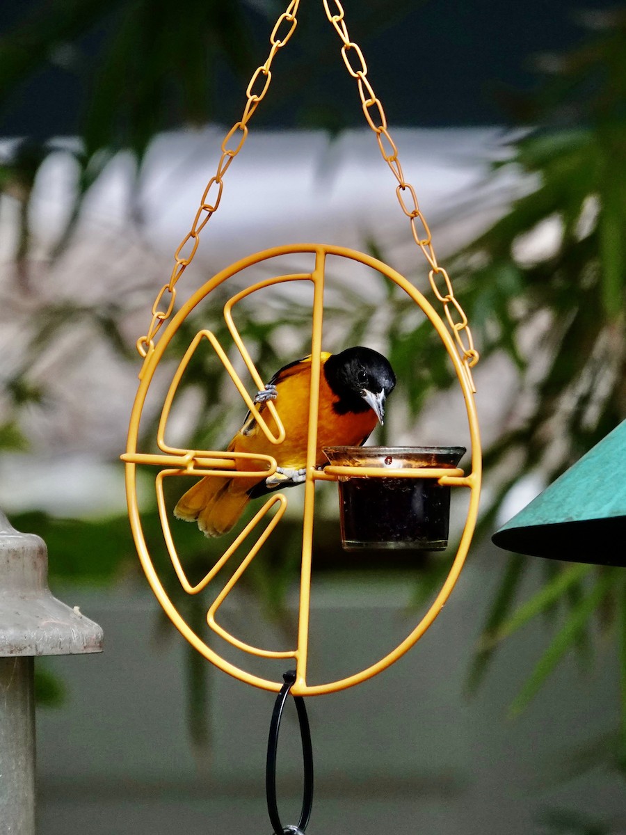 Балтиморский трупиал - ML645947571