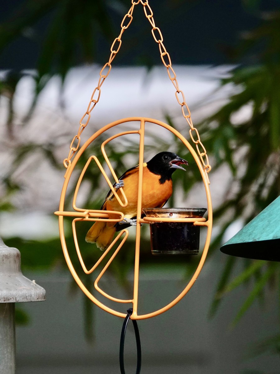 Балтиморский трупиал - ML645947572