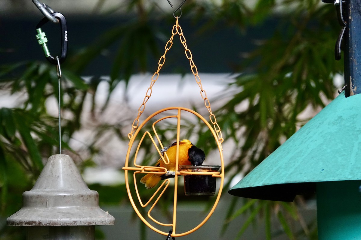 Балтиморский трупиал - ML645947573