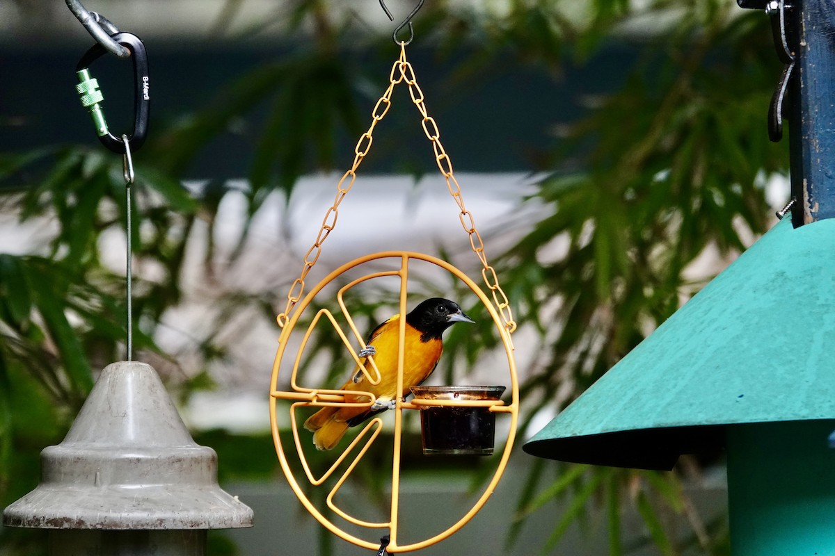 Балтиморский трупиал - ML645947574