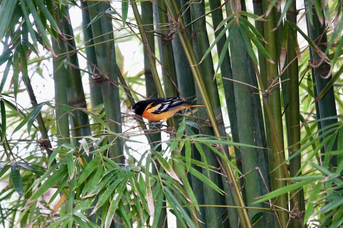 Балтиморский трупиал - ML645947575