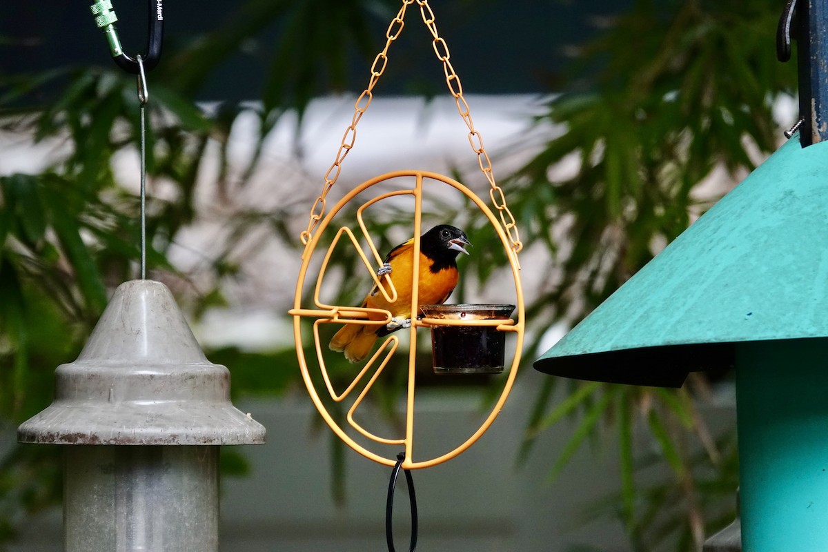 Балтиморский трупиал - ML645947576