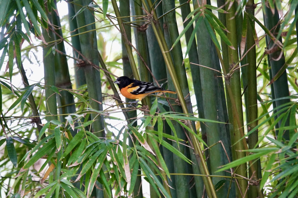 Балтиморский трупиал - ML645947577