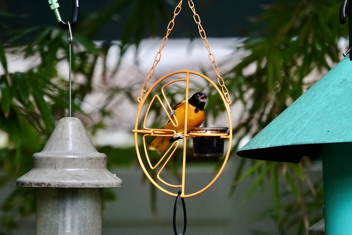 Балтиморский трупиал - ML645947578